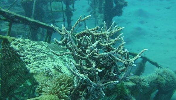 Corals on Drugs: A Threat We Can't Ignore