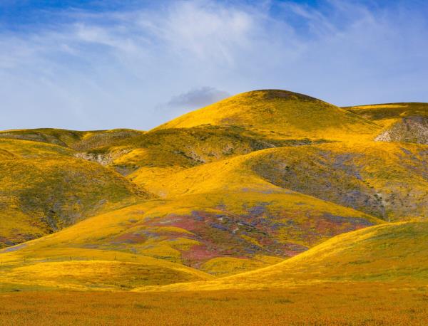 A hillside in a grassland is covered with vegetation, mainly in shades of gold, but with pockets of blue and pink as well.