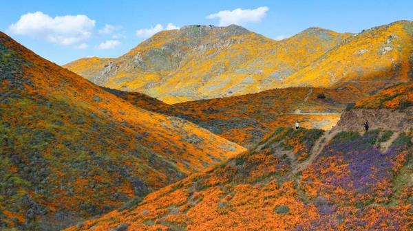 A valley with a lush coating of orange, purple and yellow wildflowers.